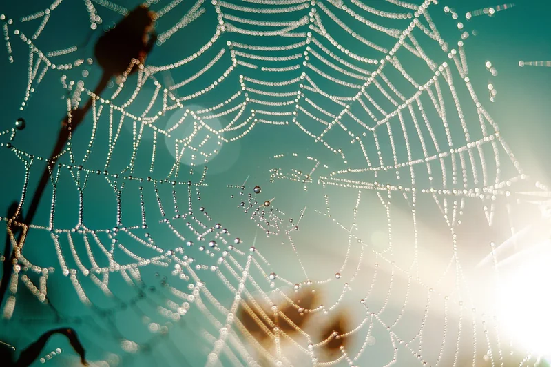 Habitat des sylae : recréer la nature chez soi
