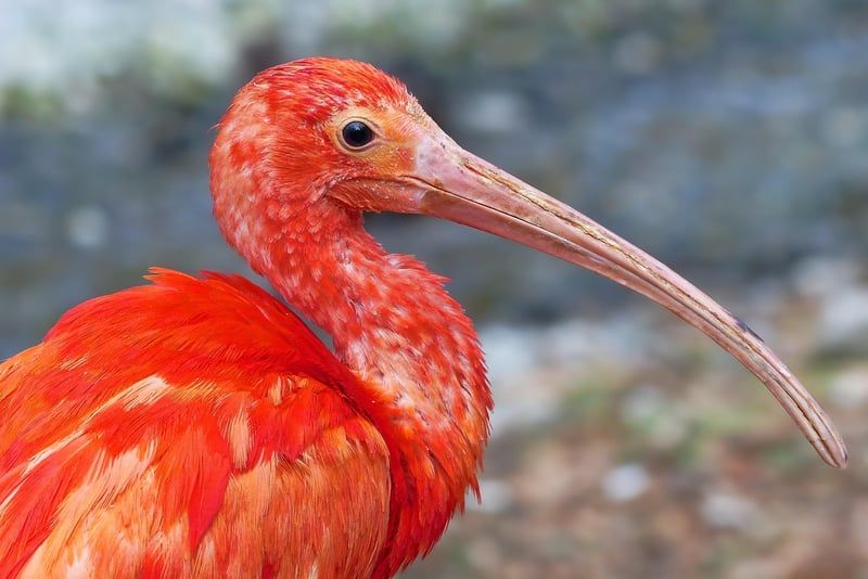 Auchan Oiseau : l'offre qui fait déjà gazouiller les clients
